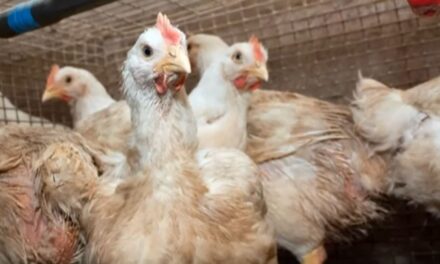 La posible incidencia de influenza aviar mantiene a Guantánamo en alerta constante