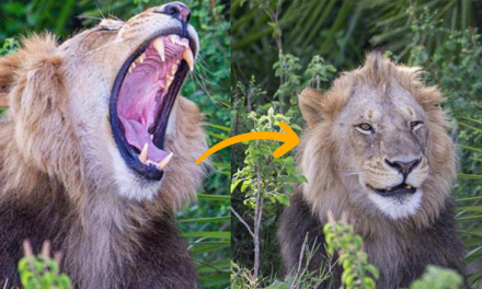 Viral: león asusta a fotógrafo y después se «ríe» de él