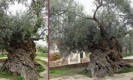 Increíble: un olivo con más de 3,000 años sigue produciendo aceitunas en Grecia