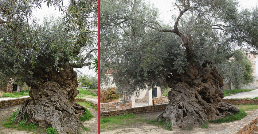 Increíble: un olivo con más de 3,000 años sigue produciendo aceitunas en Grecia