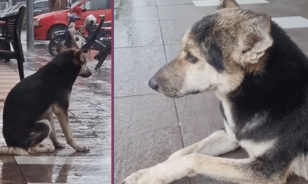 Encontró a su perrita perdida después de 8 meses gracias a un video emocionante