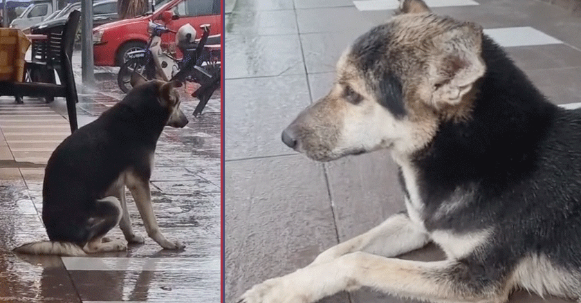 Encontró a su perrita perdida después de 8 meses gracias a un video emocionante