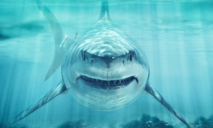 ¿Sabes cuáles son los lugares con más incidentes de tiburones en el mundo?