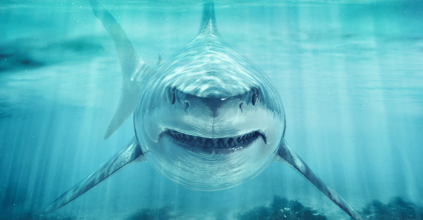 ¿Sabes cuáles son los lugares con más incidentes de tiburones en el mundo?
